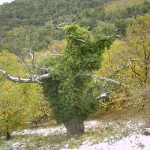 Castanea Sativa Mill Castanea Sativa Mill
