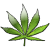 weed